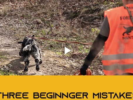 Three Beginner Mistakes in Mantrailing
