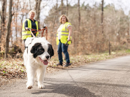 How to Become a Mantrailing Instructor