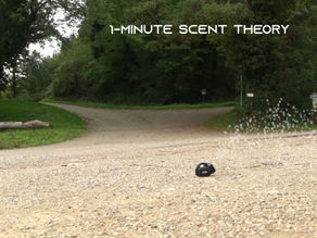 Mantrailing Scent Theory - Is your dog following footsteps?