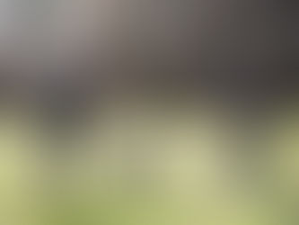 Why A Double Blind In Mantrailing Is a Test, Not Training