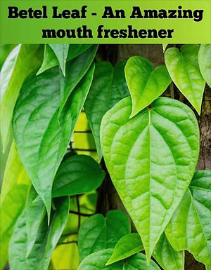 Betel Leaf (Paan)