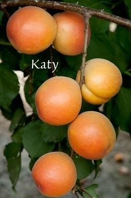 Apricot Fruit Tree