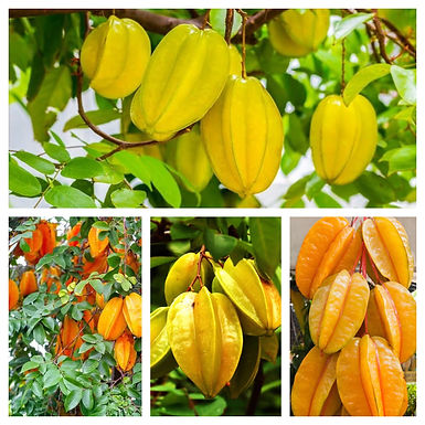 Carambola, Starfruit Fruit Tree