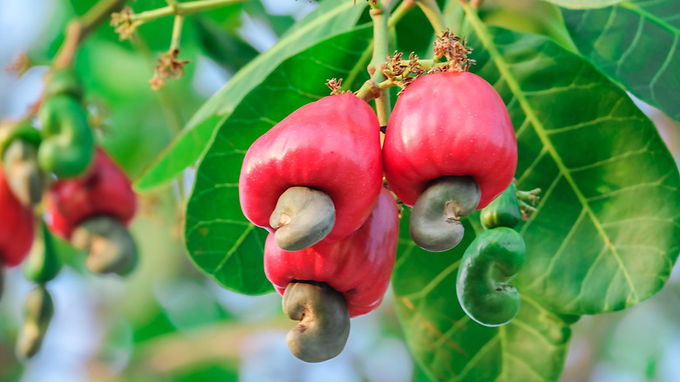 Cashew Nut, Marañon Fruit Tree