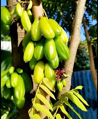 Bilimbi/Sourie Fruit Tree