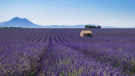 LavenderFields01.jpg