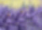 Lavender 04.jpg