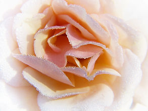 rose-4337243_1920.jpg