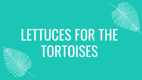 Lettuces For The Tortoises