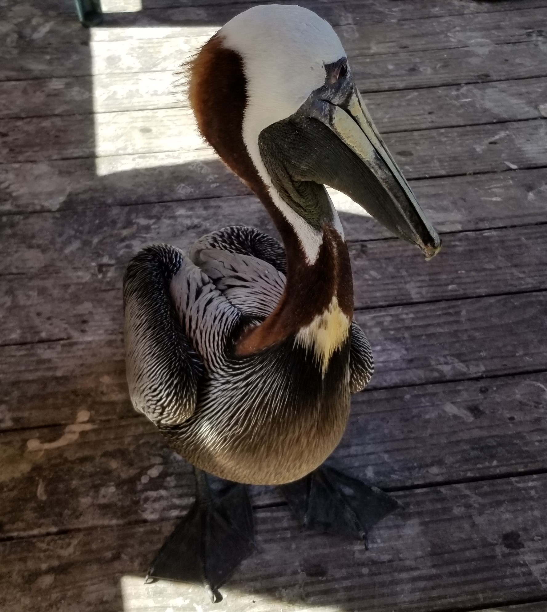 A well fed pelican