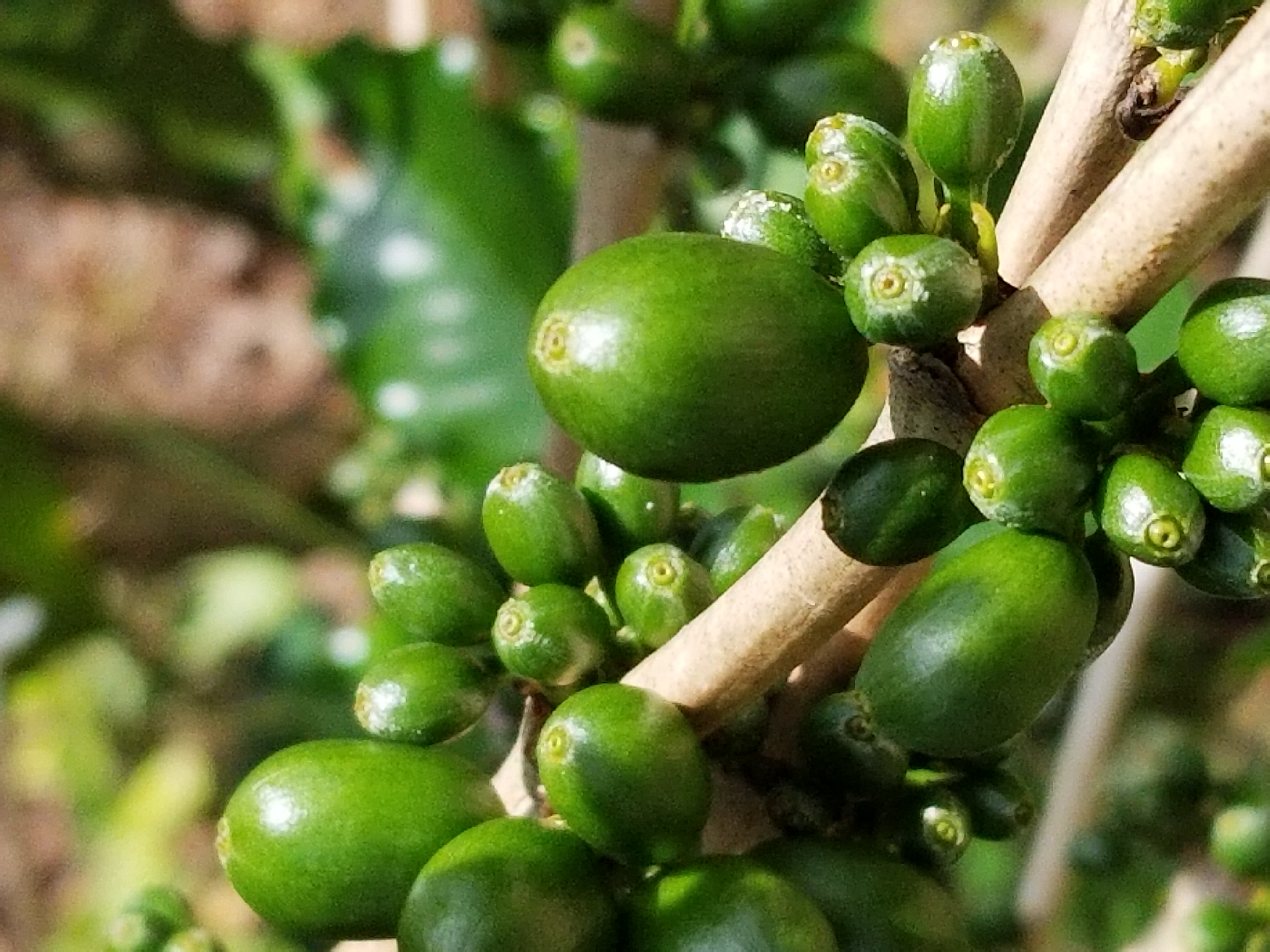 Coffee in the Spring