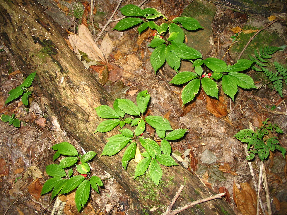 Panax quinquefolius