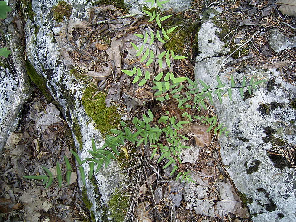 Pellaea atropurpurea