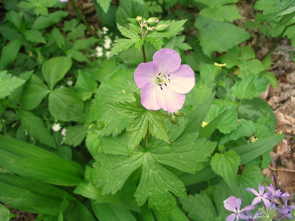 Geranium maculatum