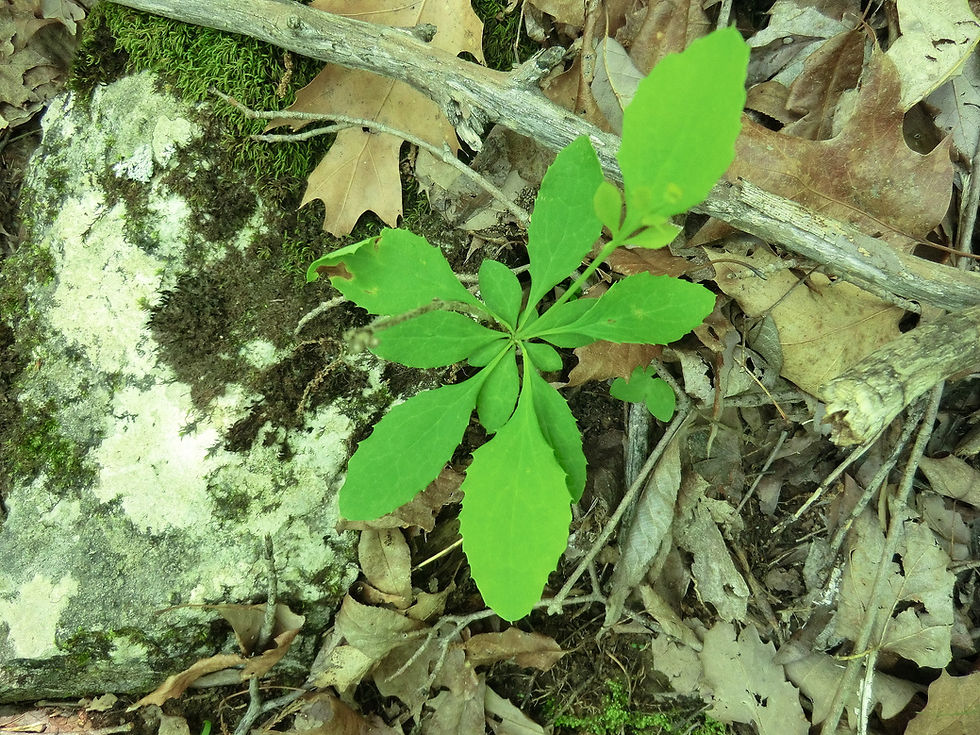 Berberis canadensis