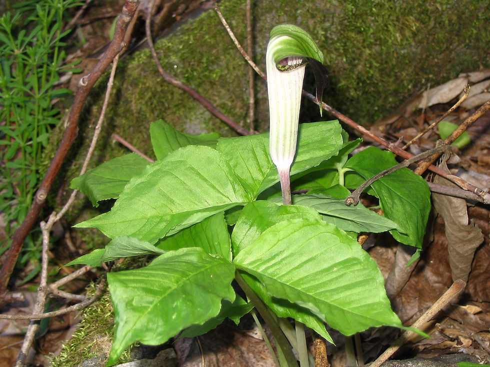 Arisaema triphyllum