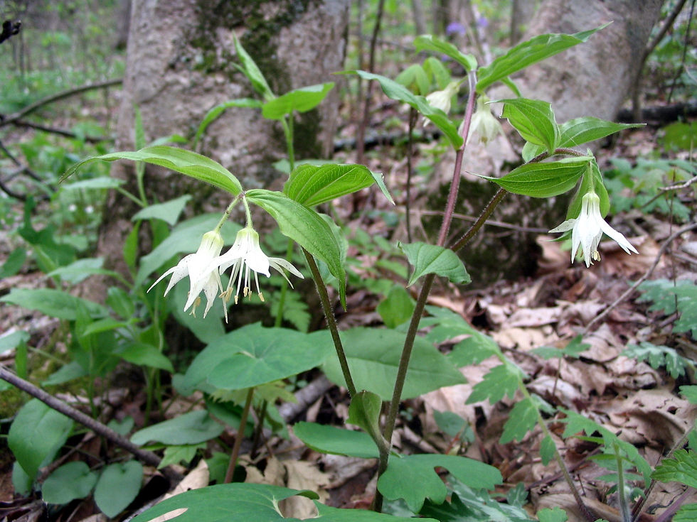 Prosartes maculata