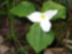 Trillium grandiflorum