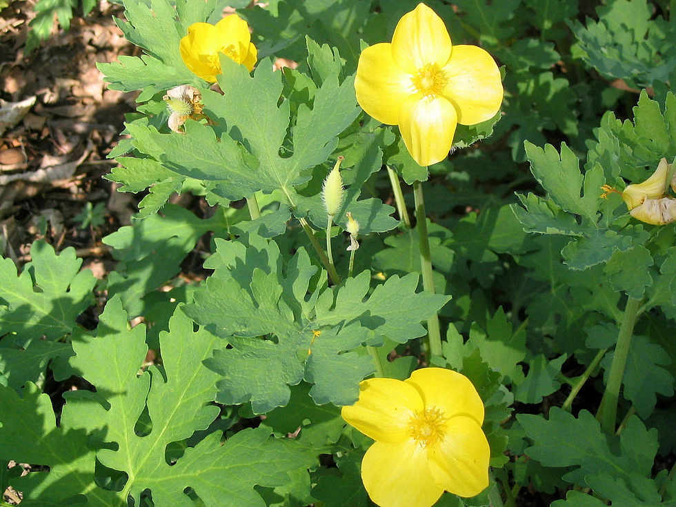 Stylophorum diphyllum