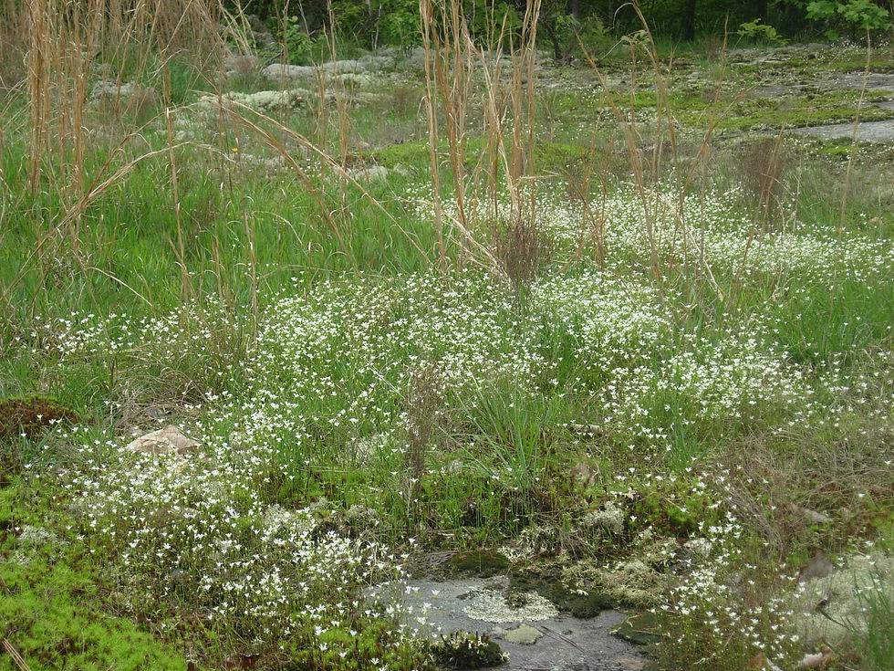Minuartia glabra