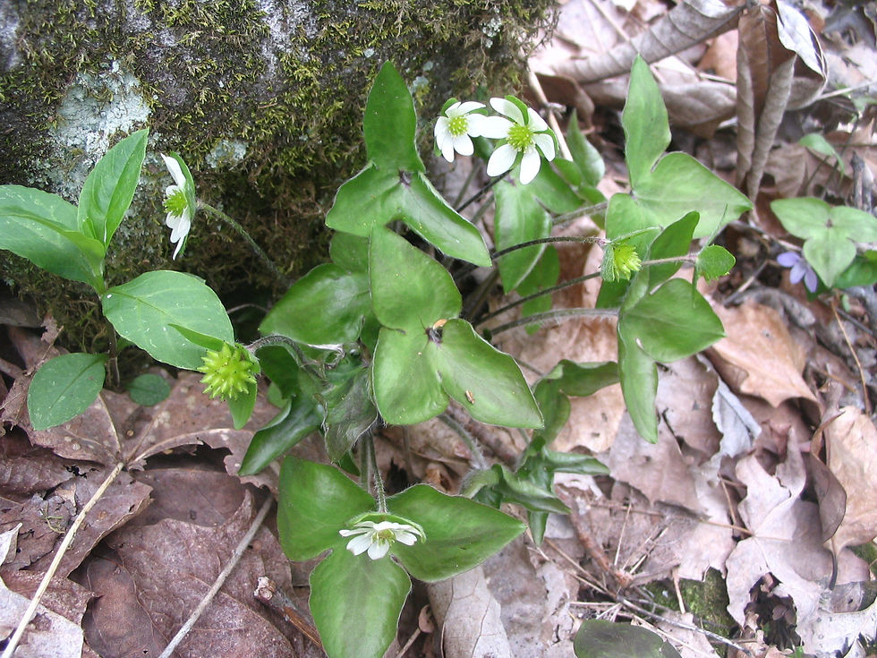 Anemone acutiloba