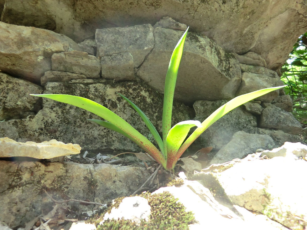 Manfreda virginica