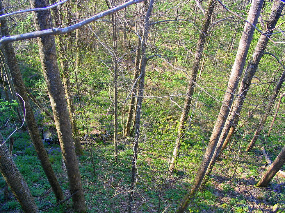 Upper slope mesic