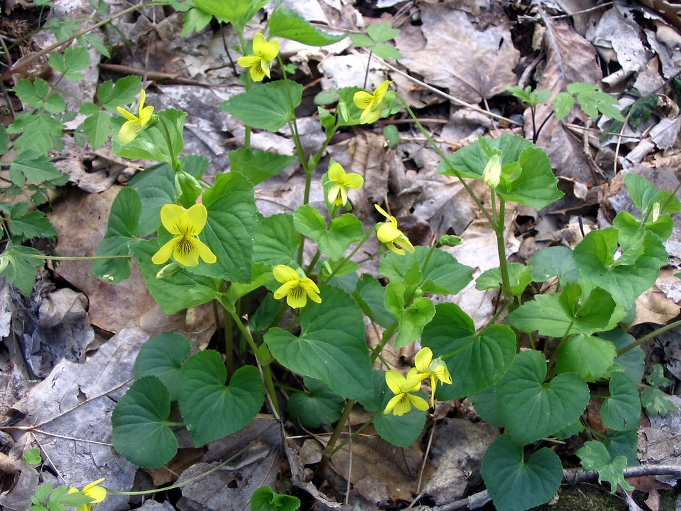 Viola pubescens var. scabriuscula
