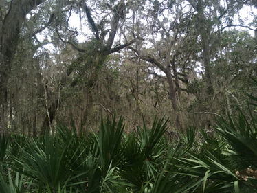 Botanical Notes from Dr Evans’ Coastal Ecology Program on Sapelo Island