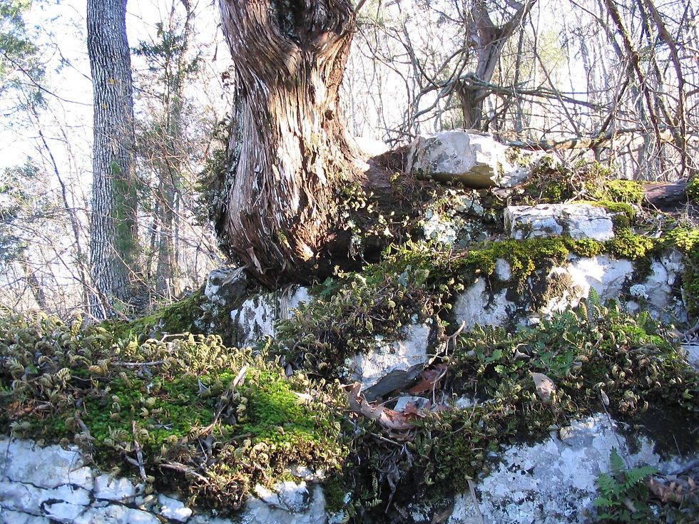Pleopeltis polypodioides