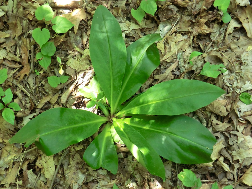 Primula meadia
