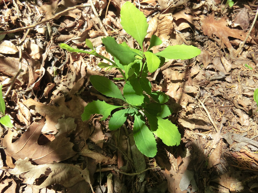 Berberis canadensis