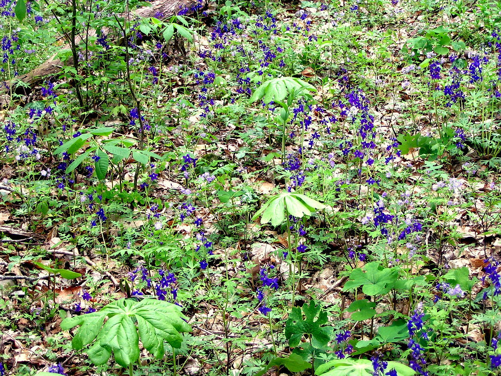 Delphinium tricorne