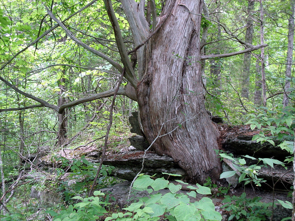Juniperus virginiana