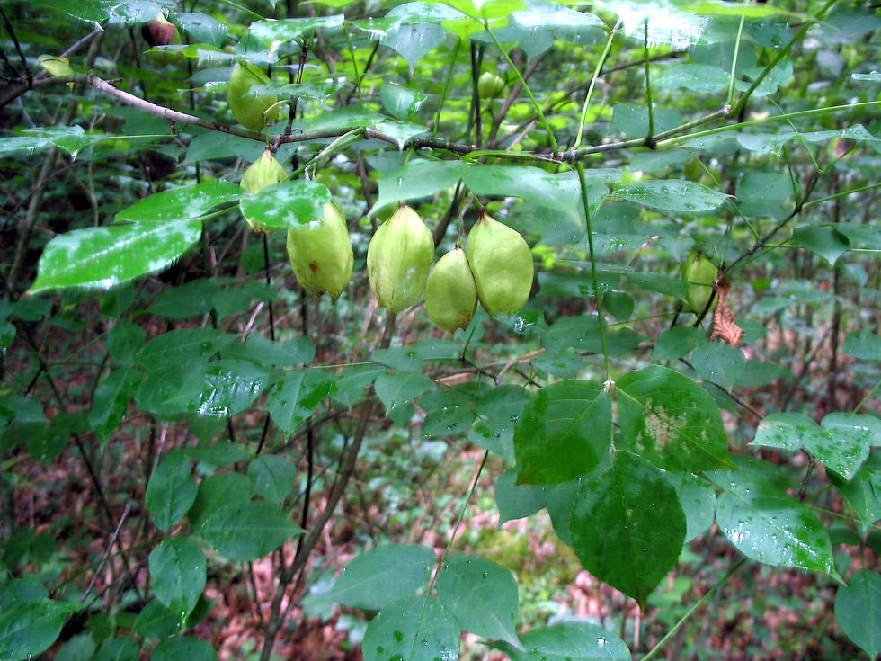 Staphylea trifolia