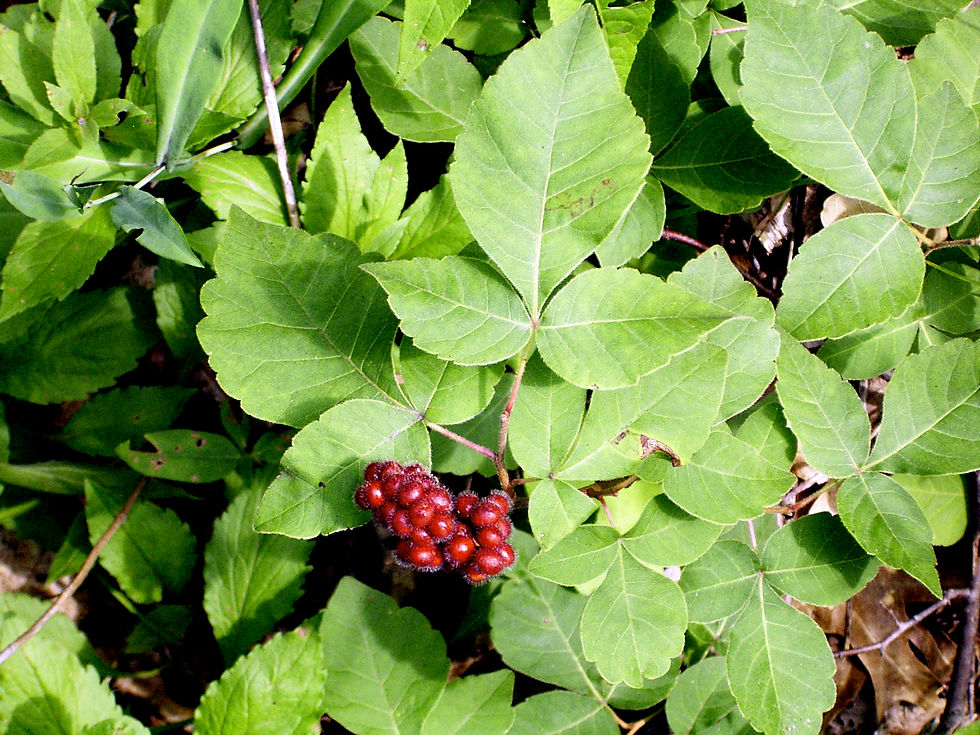 Rhus aromatica