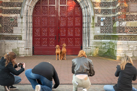 meeloop honden fotoshoot bij sandraluijtenfotografie in Weert