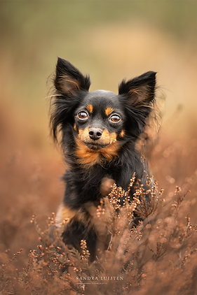 Russian Toy Terrier in de heide tijdens een hondenfotoshoot
