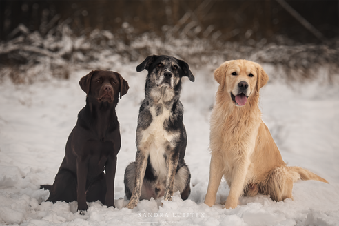 drie soorten retrievers op een rij tijdens een honden fotoshoot in Weert