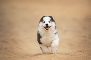 Pomsky puppy tijdens hondenfotoshoot in Weert, Limburg