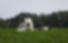 7FACBA4C-B897-40D3-B784-E6995CA9F3A6_1_201_a.jpeg
