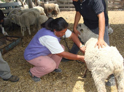 Taller: Diagnostico Veterinario