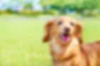 犬