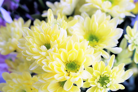 黄色菊の仏花