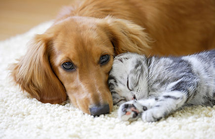 動物の診療