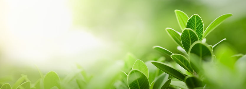 緑の植物