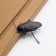 ゴキブリ