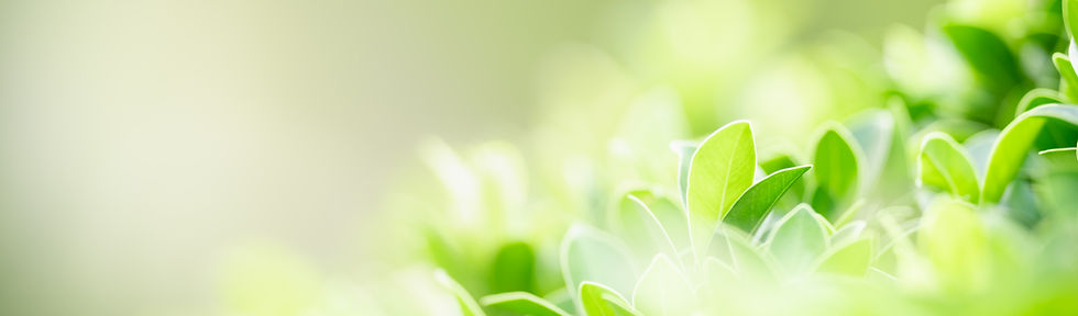 緑の植物