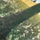 Thumbnail: Forest Textures