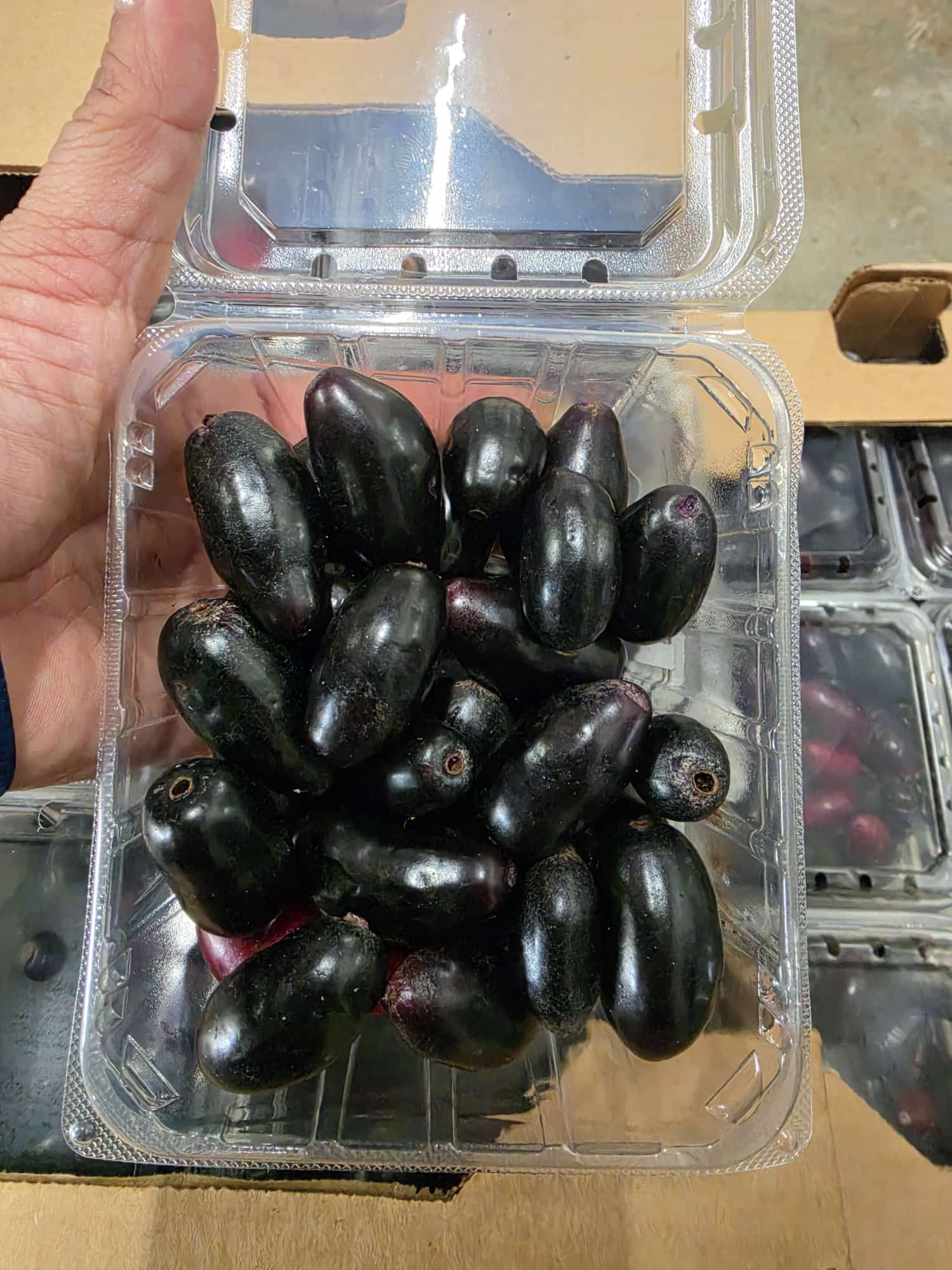 Java Plum